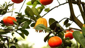 Vì sao dưa 'siêu xe' đắt hơn cây 5 loại quả?