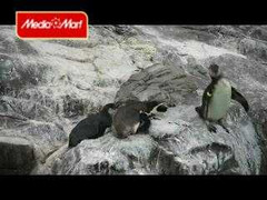 Xem chim cánh cụt 'chơi khăm' nhau