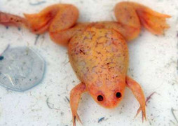 Phát hiện loài ếch vàng kỳ lạ, có một không hai