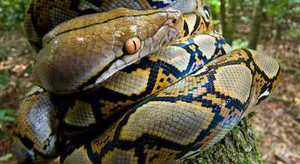 Hành trình xâm nhập lãnh địa của loài trăn ở Sơn La