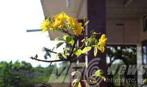 'Ăn tết sớm': Mai Sài gòn có tăng giá?