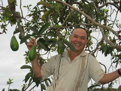 Thu hàng chục triệu đồng nhờ cây bơ 'tứ quý'