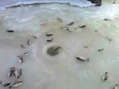 Clip Kì lạ lỗ 'phun' cá ở Nga nổi bật nhất tuần qua