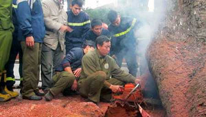 Video: Gốc cây xà cừ tự nhiên phì khói lửa ở Hà Nội