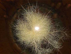 Đổ xô xem 'hoa thần' trong lu nước chữa bách bệnh