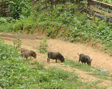 Thịt lợn mán chứa nhiều sán