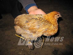 Quái lạ giống gà không có phao câu ở Hà Giang