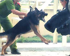 'Đột nhập' trại huấn luyện chó nghiệp vụ lớn nhất VN