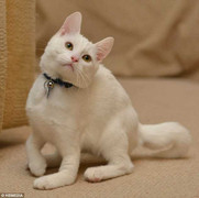 Chú mèo đi bằng 2 chân khiến cư dân mạng thích thú