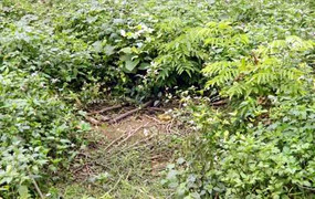 Gỗ sưa ở VQG Cúc Phương: Bị kiểm lâm bán?