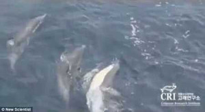 Đàn cá heo kết bè, cõng đồng loại bị thương gây 'sốc'