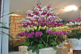 65 triệu một chậu lan, 70 triệu một gốc đào