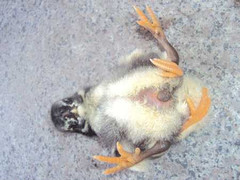 Đổ xô xem gà 4 chân