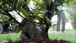 Mánh khóe làm mai 'đểu' hốt bạc ngày Tết