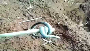 Clip: Bắt được rắn hai đầu không đuôi kì dị