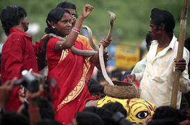 Lạnh người tục giao tiếp kì lạ với rắn độc