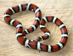 Thú chơi động vật 'kinh dị' của giới trẻ