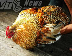 Những chuyện kỳ dị quanh giống gà không phao câu