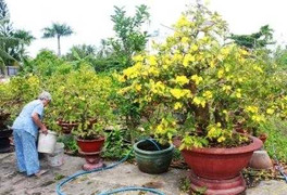 Clip Lật tẩy chiêu làm cây mai 'đểu' hốt bạc ngày Tết