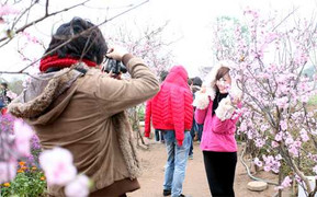 Clip, ảnh: Thiếu nữ Hà thành đổ xô chụp ảnh hoa đào