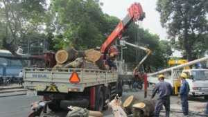 TP.HCM: Cây cổ thụ đổ ngang đường, đè bẹp 5 trụ điện