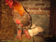 Gà quý đến mức nào mà những 35 triệu đồng/con?