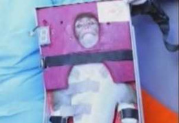 Iran phóng thành công một con khỉ lên vũ trụ