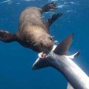 Clip: Hải cẩu cắn xé cá mập xanh ăn gan, dạ dày