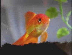 Thoát chết nhờ biết... sủa như chó