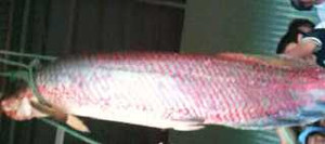 Bắt được cá huyết rồng gần 70 kg, xẻo vảy không nổi