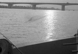 Đi tìm sự thật “quái vật sông Hồng dài 40m”