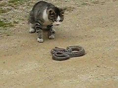 Đứng tim cảnh rắn và mèo ác chiến