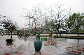 Ngắm cặp đào 'Long - Phụng sum vầy' giá trăm triệu