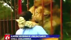 Clip hot trên Youtube: Người và sư tử ôm hôn thắm thiết