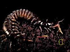 Clip: Rết khổng lồ bị rắn nuốt chửng