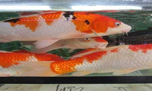 Mua cá chép xăm mình Nhật Bản giá tiền triệu thả sông