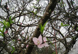 Đổ xô ngắm đào rừng khổng lồ cao bằng tòa nhà hai tầng