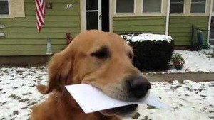 Chú chó thay chủ nhận thư