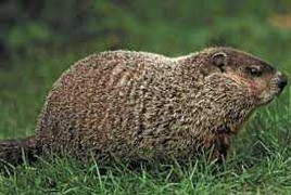 Đổ xô đi xem chú chuột dự báo thời tiết