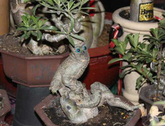 Những cây cảnh độc tại chợ hoa Tết