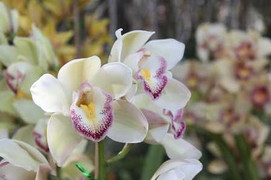 Ngắm hoa 'khủng' tại TP.HCM