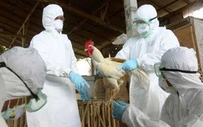 Dịch cúm H5N1 đang rình rập Việt Nam