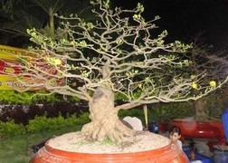 Cây cảnh tiền tỷ 'đại hạ giá'