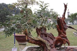 Cây nửa sống nửa chết gây sốt tín đồ 'mê cảnh' Việt