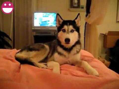 Chú chó biết nói 'I love you' gây sốt cư dân mạng