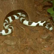 Những khả năng kỳ lạ nhất của loài rắn