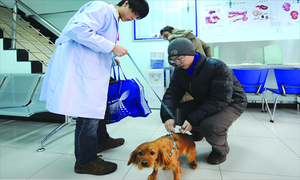 Chăm thú cưng, thuê xe tự lái 'cháy' chỗ ngày Tết