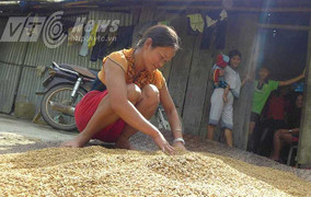 Tết sớm ở vùng cả năm mặt đất rung chuyển