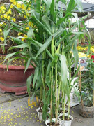 Chán kỳ hoa dị thảo, rộ mốt lúa ngô làm cảnh