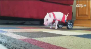 Clip Lợn dị tật đi xe lăn gây sốt dân mạng